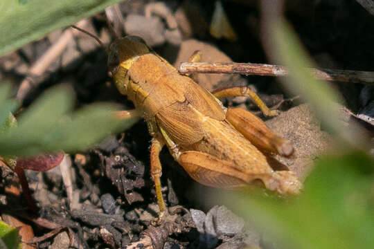 Слика од Melanoplus triangularis Hebard 1928