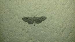 Слика од Eupithecia phoeniceata Rambur 1834