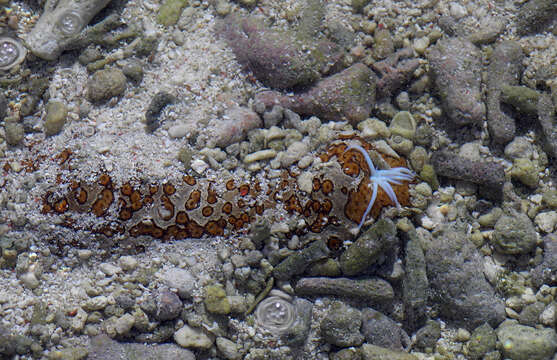 Image of Leopardfish