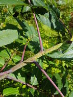 Image of rocky mountain sumac