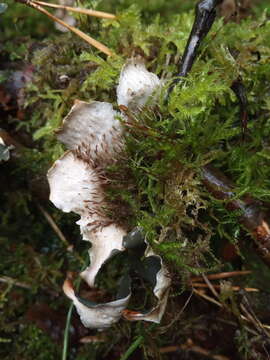 Image of Bluish dog-lichen;   Degen's felt lichen