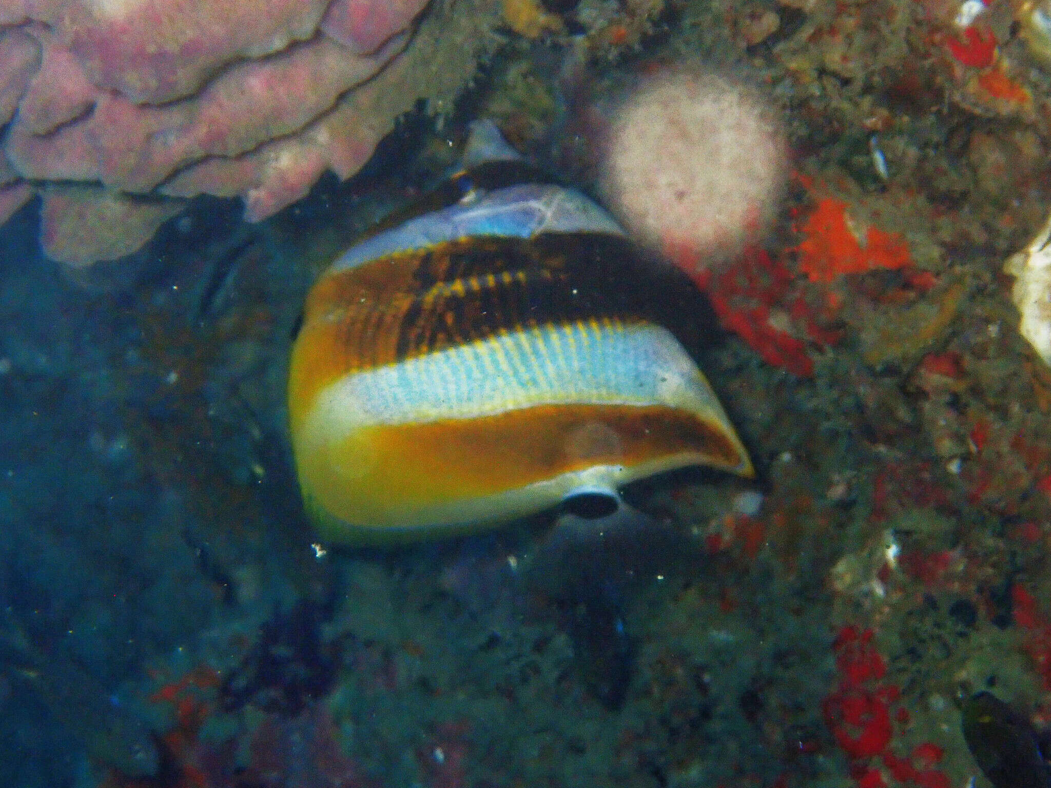 Image of High-fin Butterflyfish