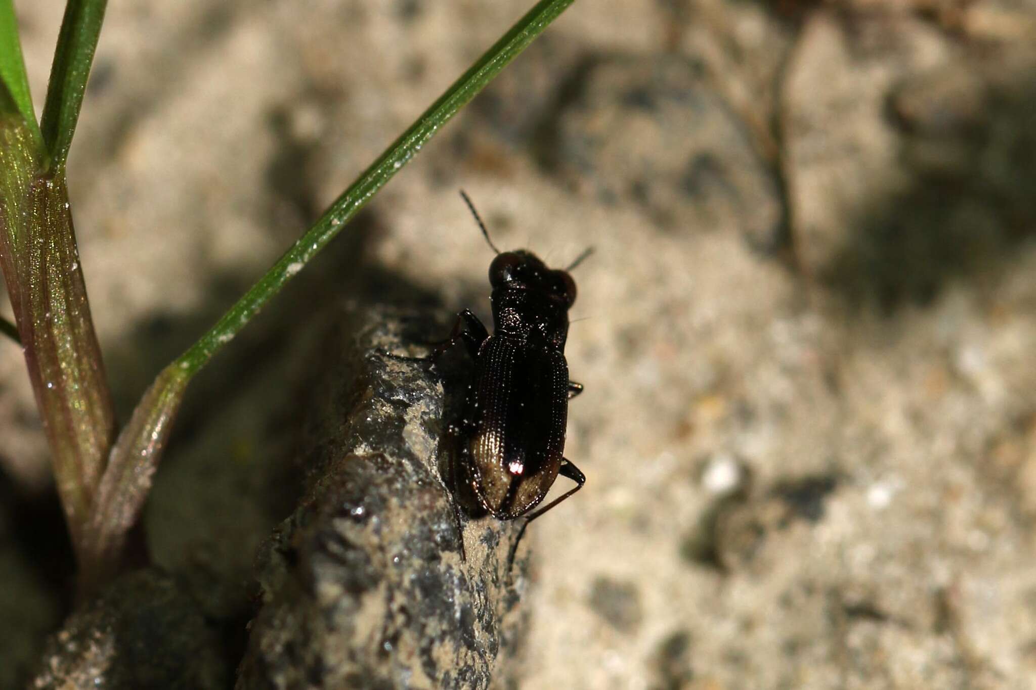 Image of Big-Eyed Bronze Beetle