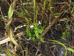 Image of Rough False Hedge-Nettle