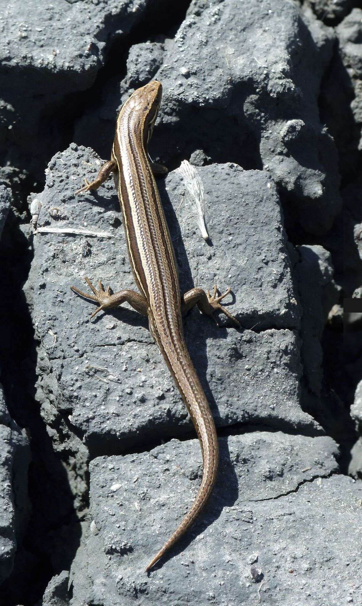 Image of common New Zealand skink