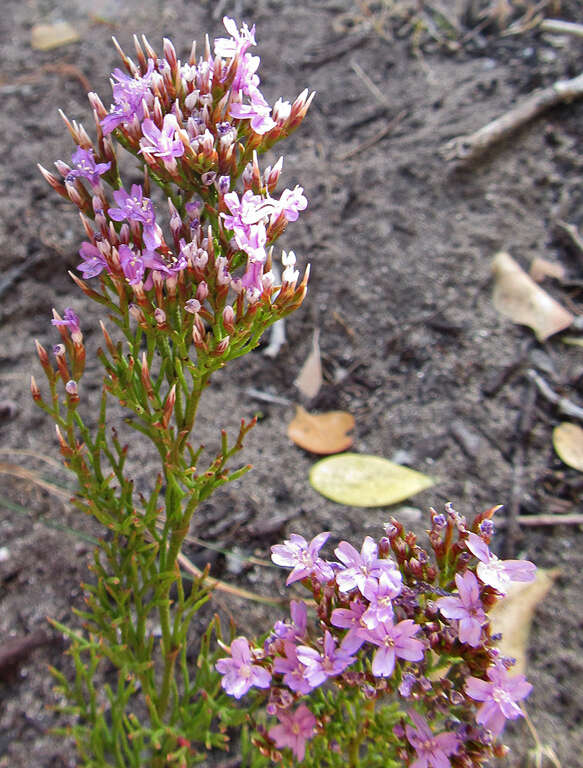 Imagem de Limonium scabrum var. scabrum