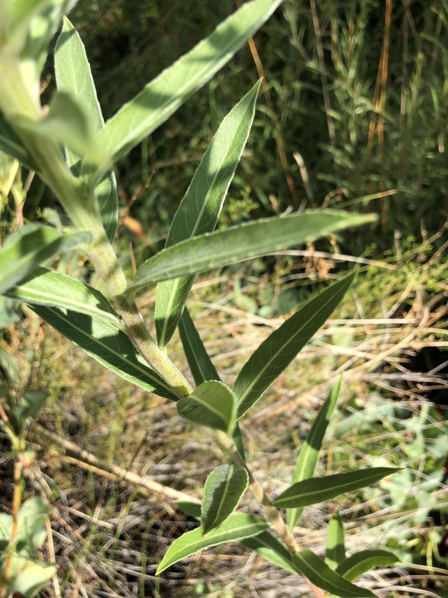 Image of longstem evening primrose