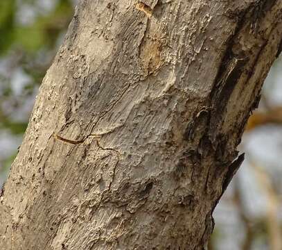 Image of Terminalia leiocarpa (DC.) Baill.