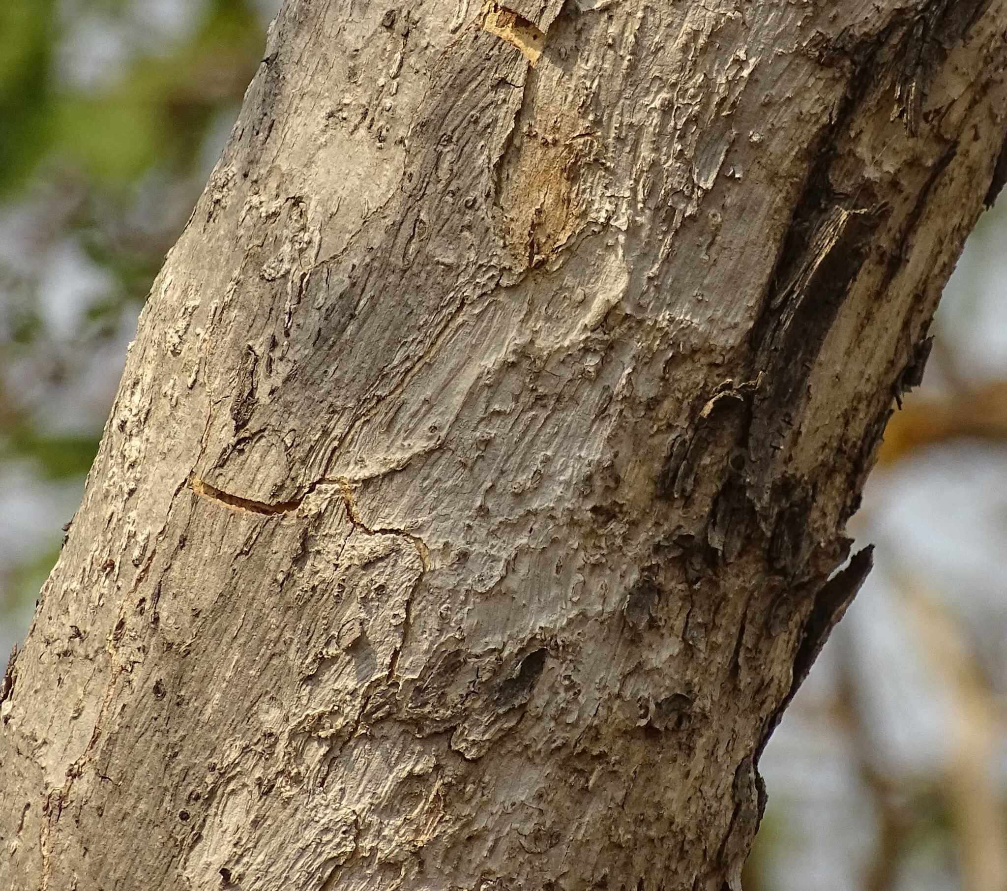 Image de Terminalia leiocarpa (DC.) Baill.