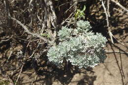 Image of Artemisia thuscula Cav.