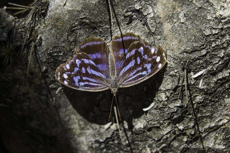 Image of Mexican Bluewing