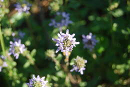 Imagem de Phyllopodium cuneifolium (L. fil.) Benth.