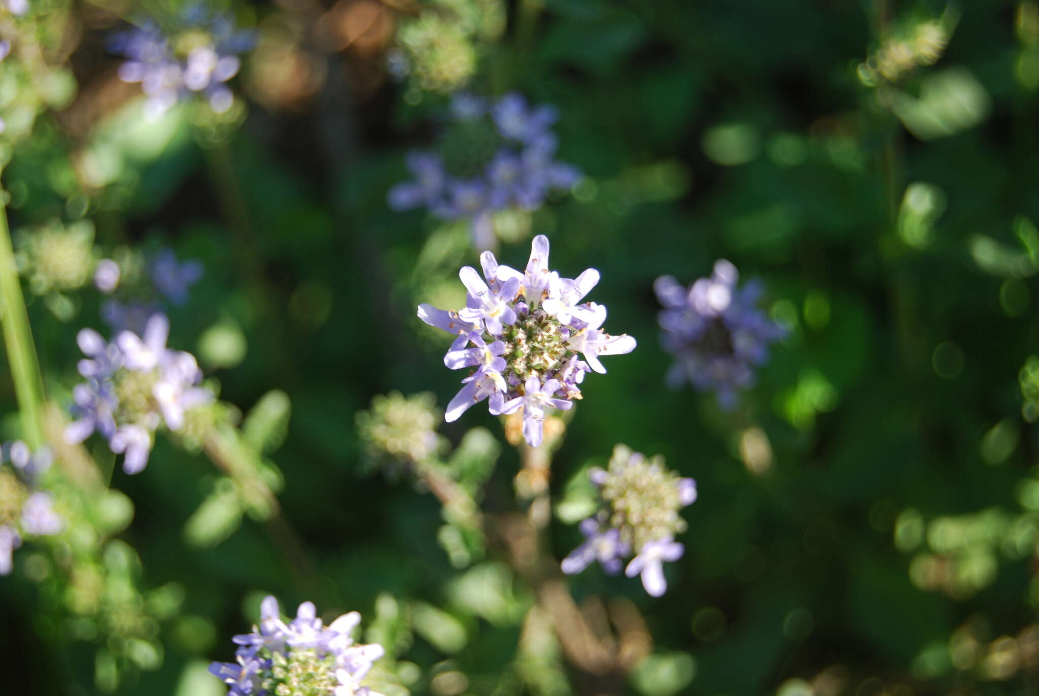 Слика од Phyllopodium cuneifolium (L. fil.) Benth.