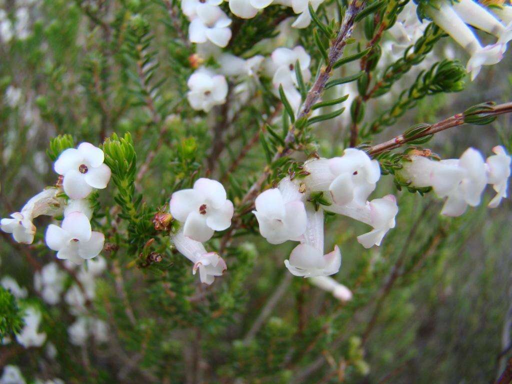 Image of Erica denticulata var. denticulata