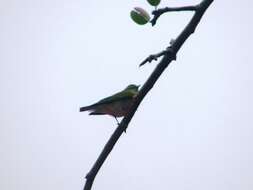 Image of Tennessee Warbler