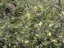 Image of Philibertia solanoides Kunth
