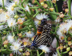 Image of Asian hornet