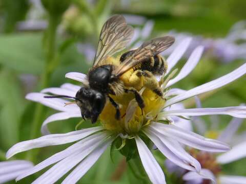 Image of Andrena robervalensis Mitchell 1960