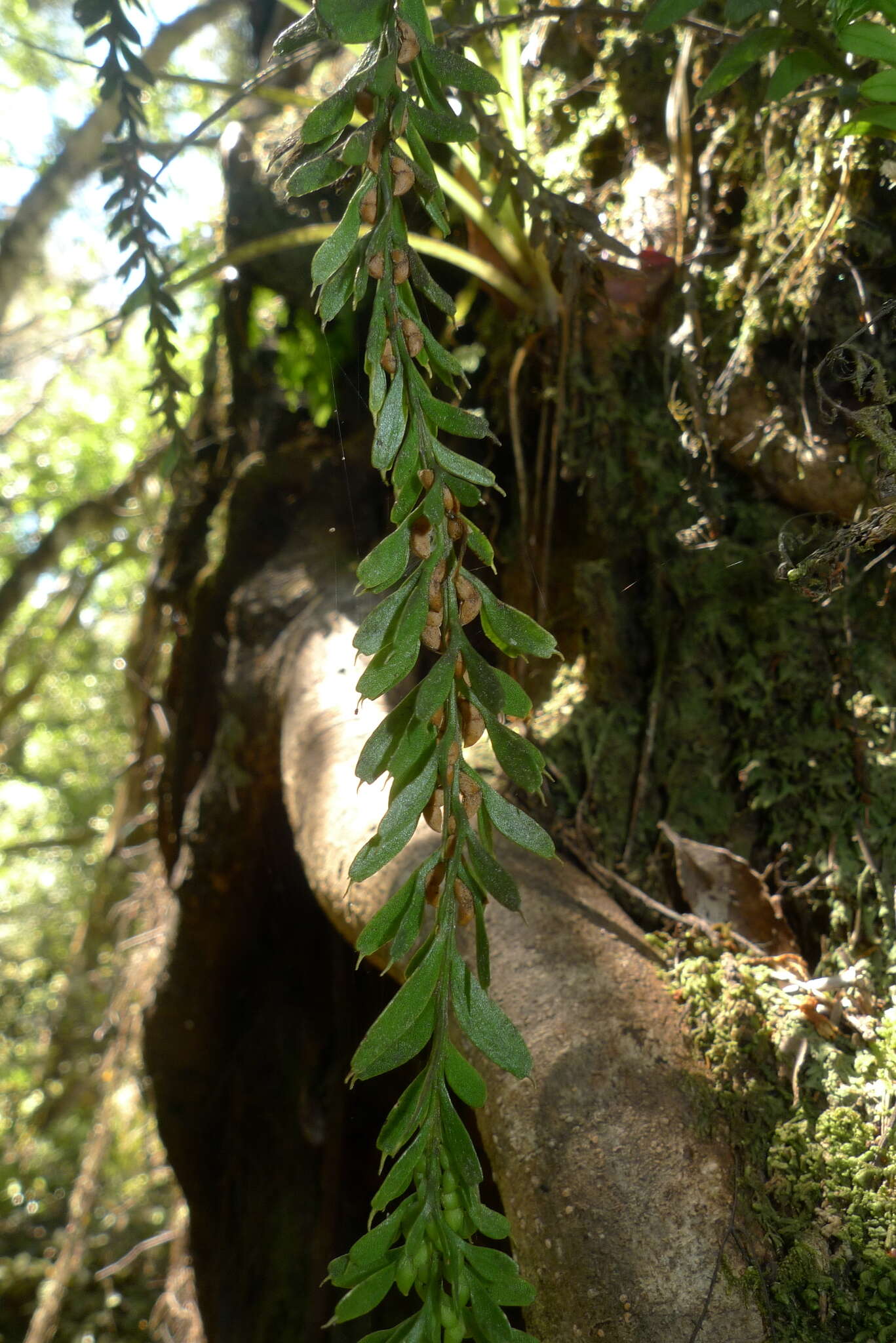 Image of Tmesipteris tannensis (Spreng.) Bernh.