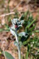 Stachys cretica L. resmi