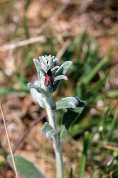 Stachys cretica L. resmi