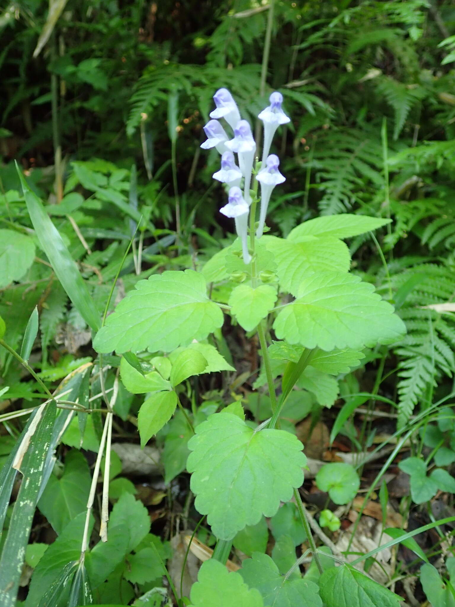 Image de Scutellaria brachyspica Nakai & H. Hara