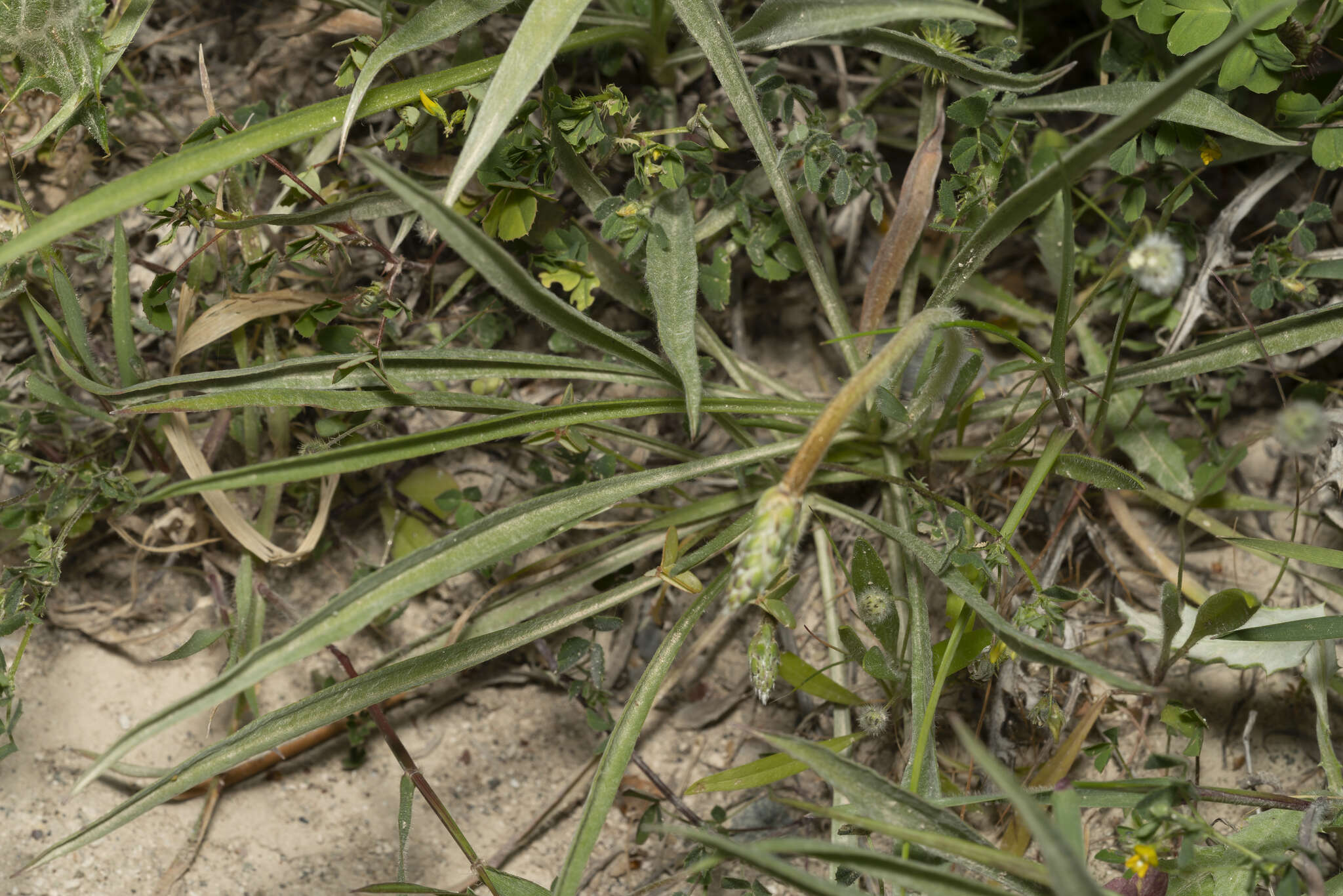 Plantago albicans L. resmi