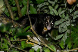 Image of Black-eared Opossum