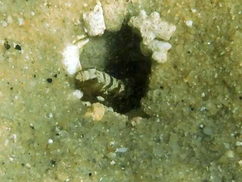 Image of Prawn-goby prawngoby shrimp-goby