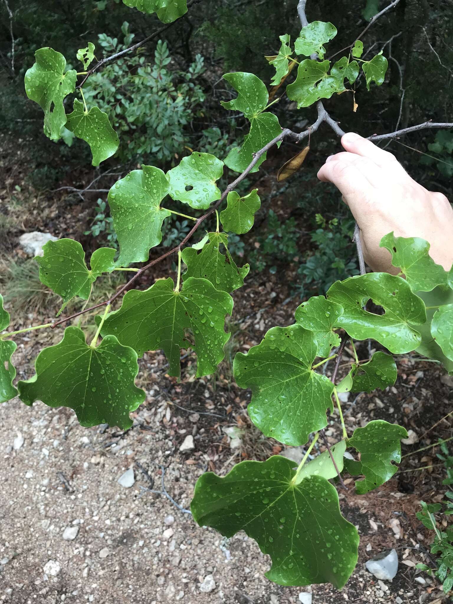 Image of Mexican redbud