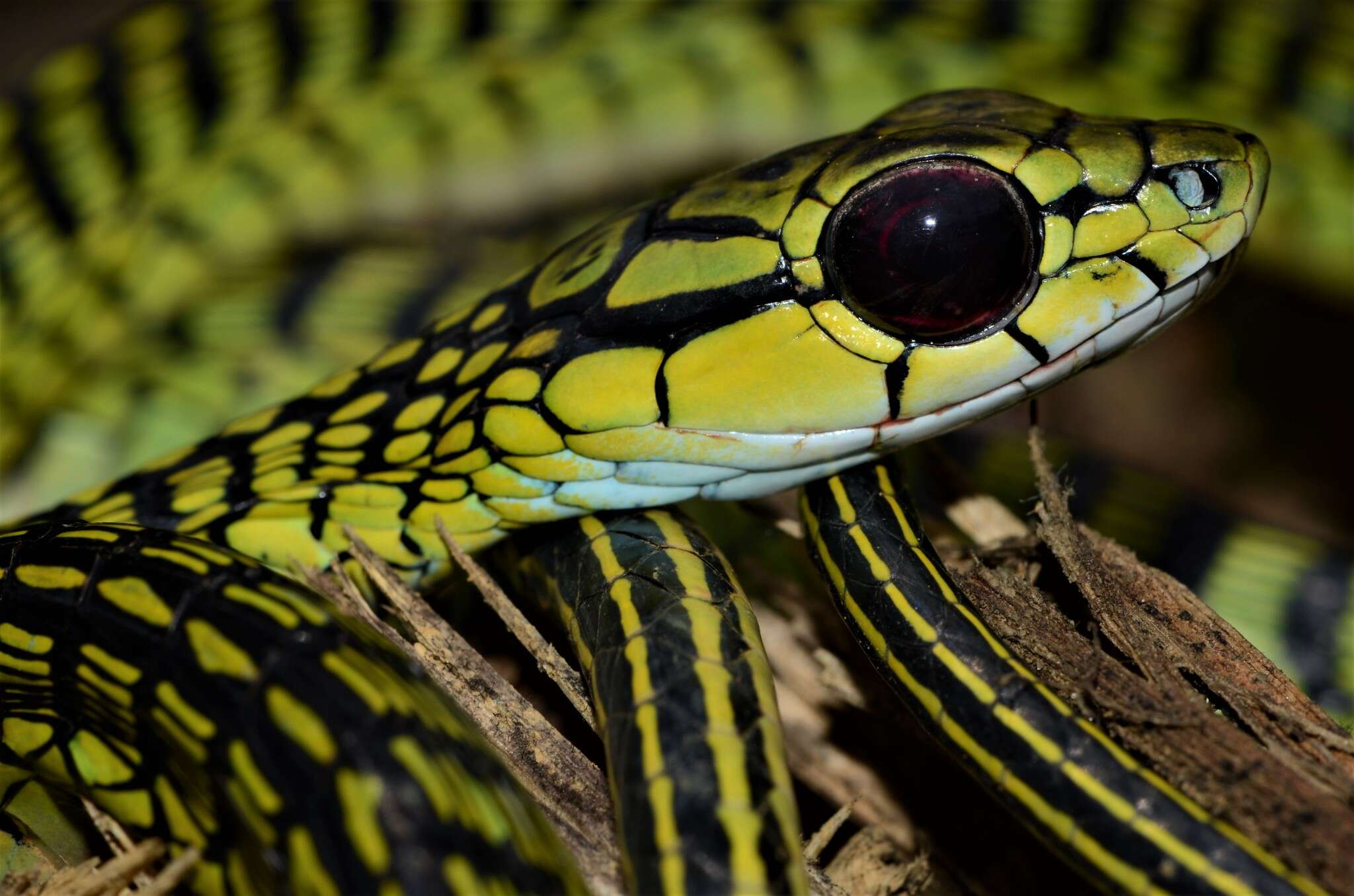 Imagem de Rhamnophis aethiopissa Günther 1862