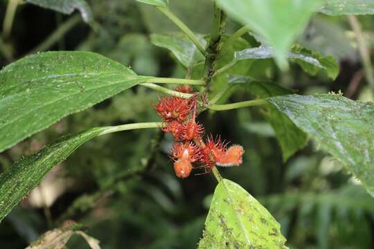 Glossoloma medusaeum (L. E. Skog) J. L. Clark的圖片