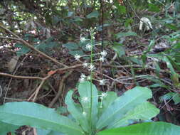 Image of Codiaeum variegatum var. variegatum