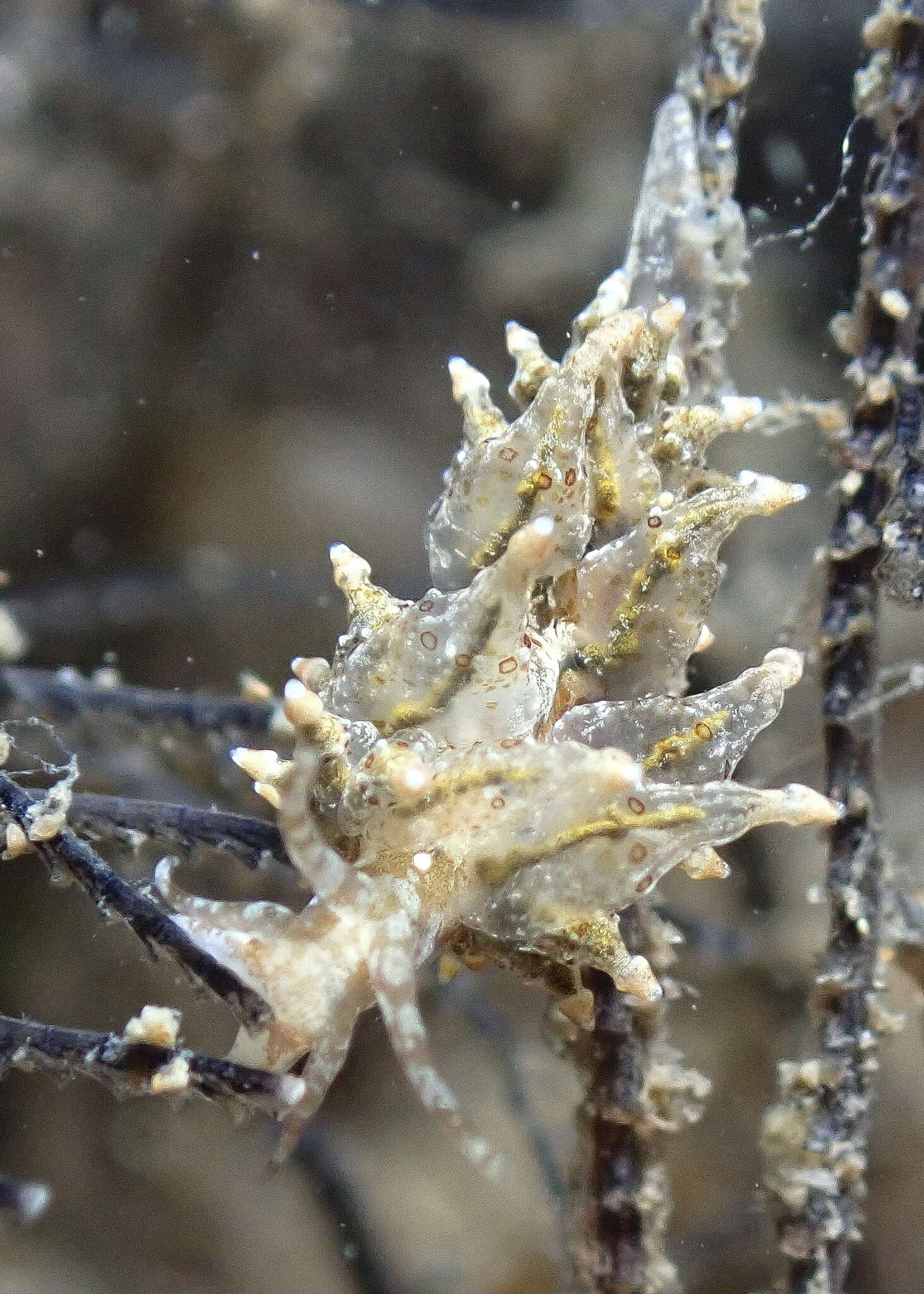 Image de Eubranchus ocellatus (Alder & Hancock 1864)