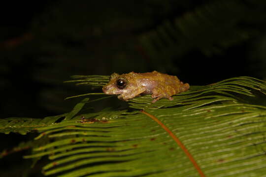 Image of Gunung Mulu Bubble-nest Frog