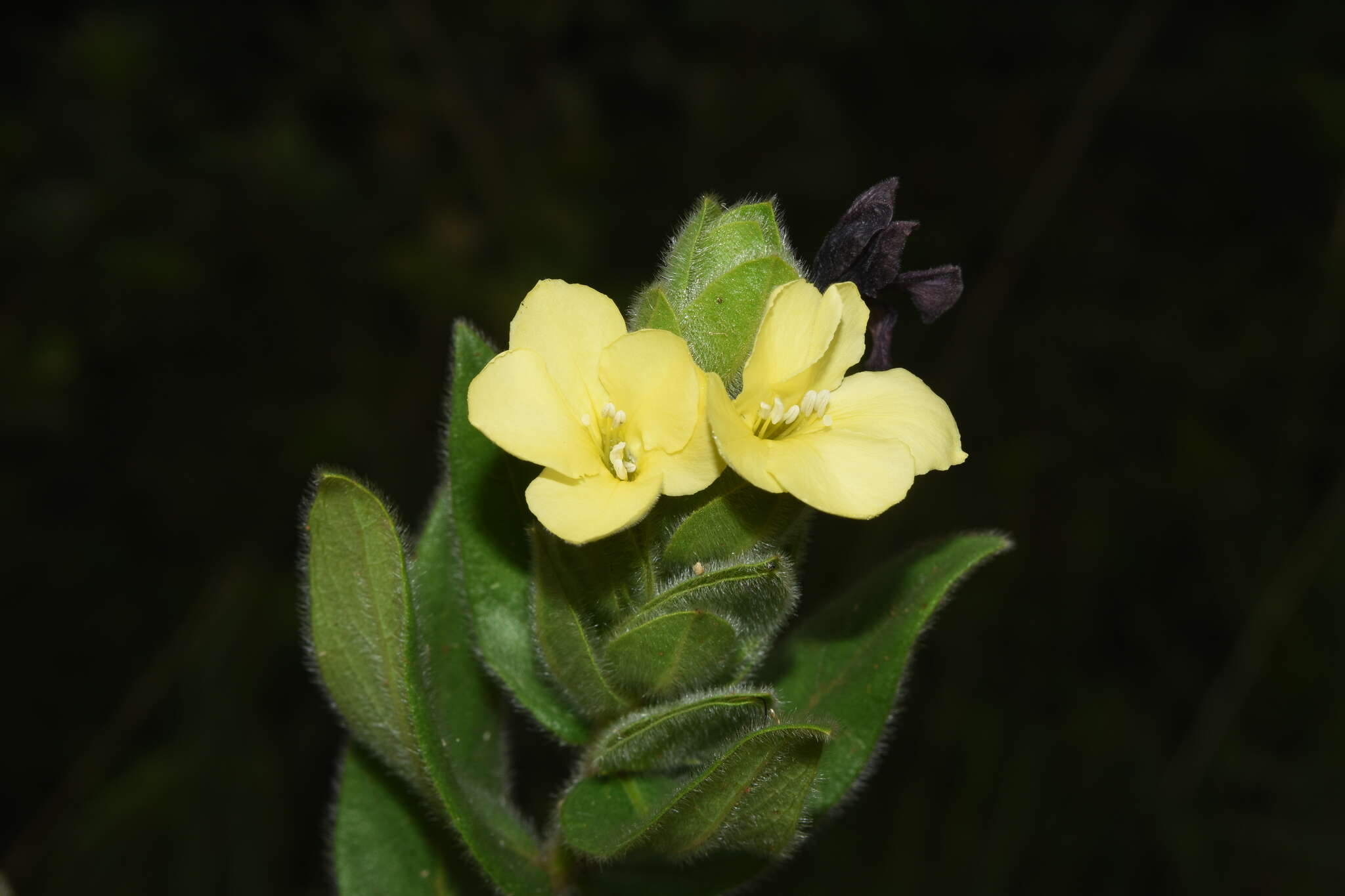 Barleria ovata E. Mey. ex Nees的圖片