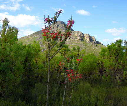 Image de Erica curviflora L.