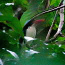 Image of Moluccan paradise kingfisher
