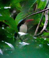 Image of Moluccan paradise kingfisher