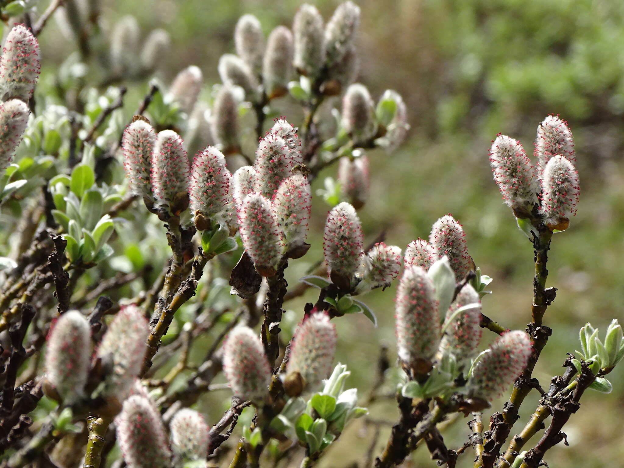 Image of Barratt's Willow