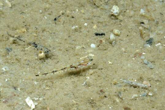 Image of Bath's goby