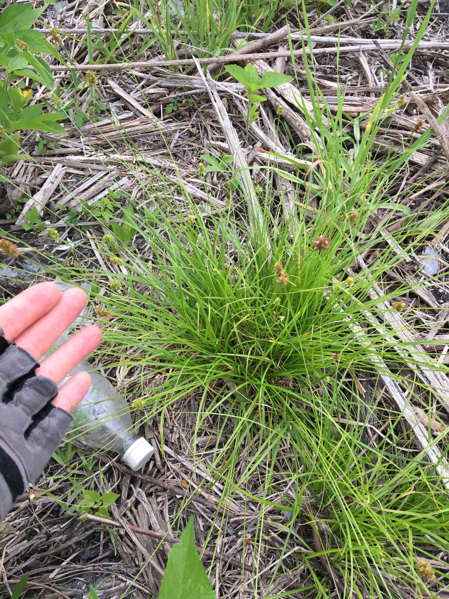 Image of Leavenworth's sedge