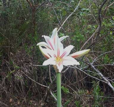 Image of Hippeastrum breviflorum Herb.