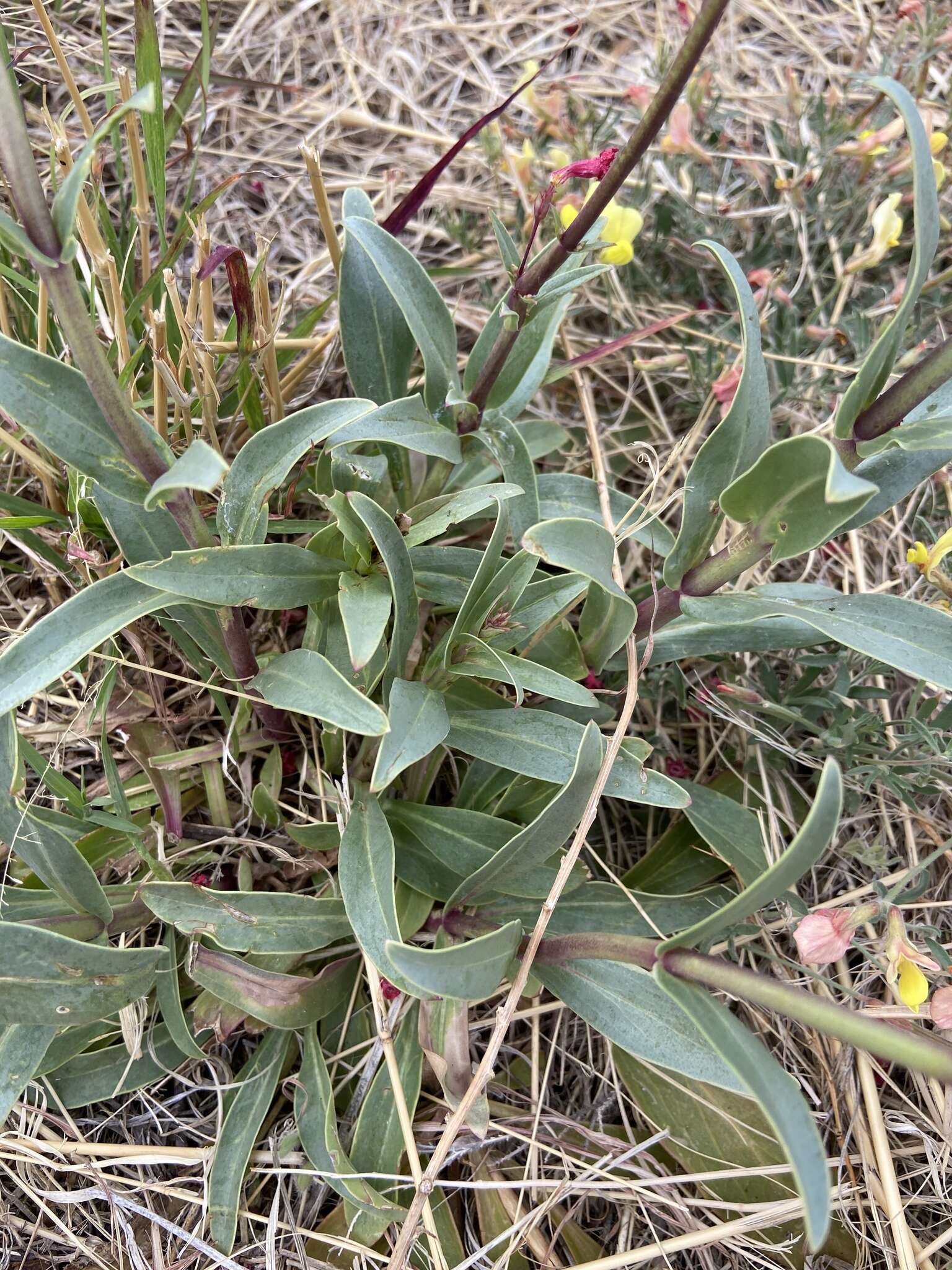 Image de Penstemon superbus A. Nels.