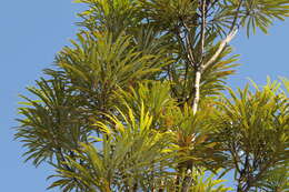 Image of northern banksia