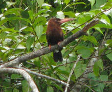 Image of Chestnut Jacamar