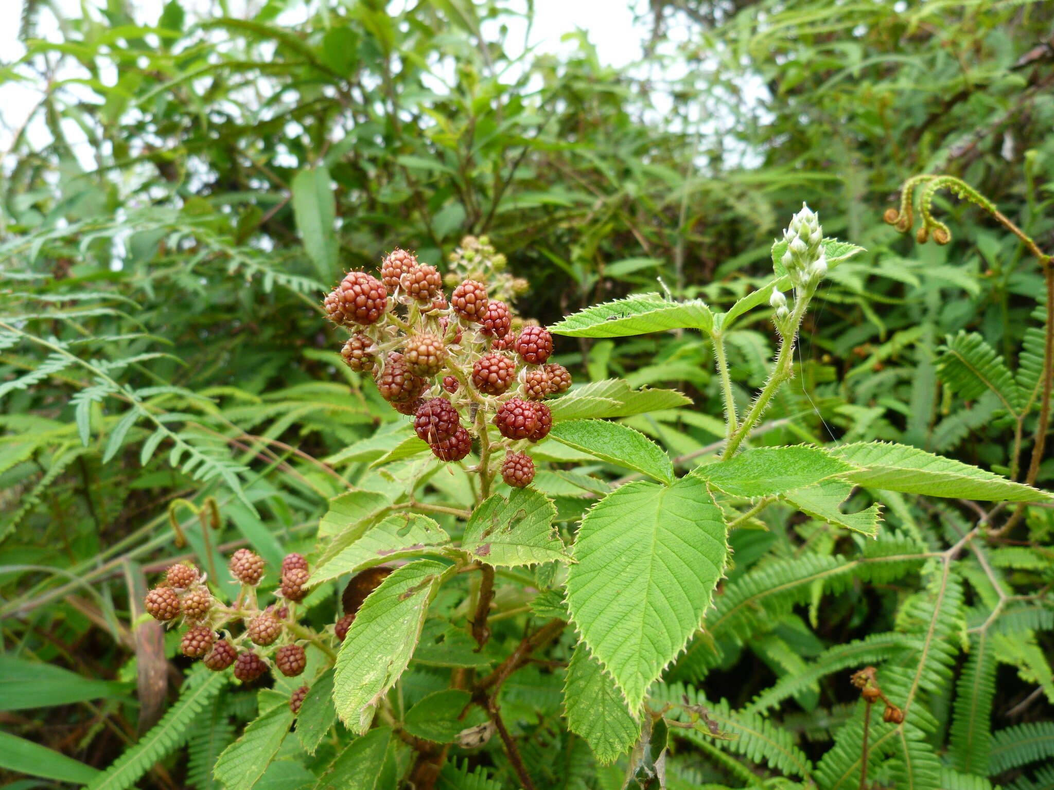 Image de Rubus urticifolius Poir.