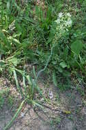 Image of Ornithogalum sphaerocarpum A. Kern.