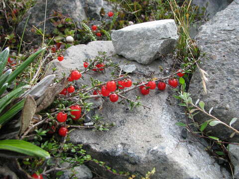 Image of Coprosma cheesemanii W. R. B. Oliv.