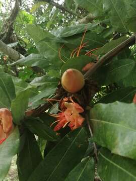 Plancia ëd Brownea macrophylla Linden